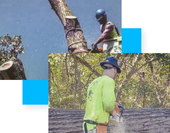 Two workers in protective gear use chainsaws to cut tree branches.