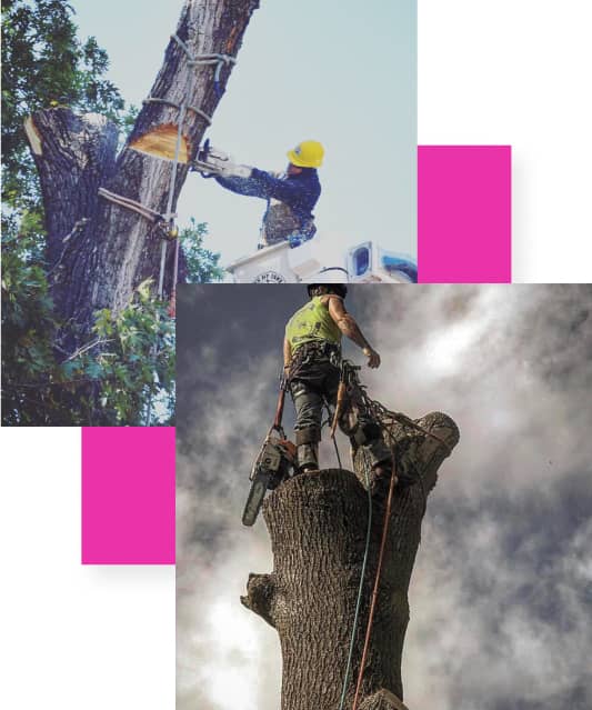 Tree workers using chainsaws to cut branches from large trees; one is in a bucket truck while the other is climbing with safety ropes.