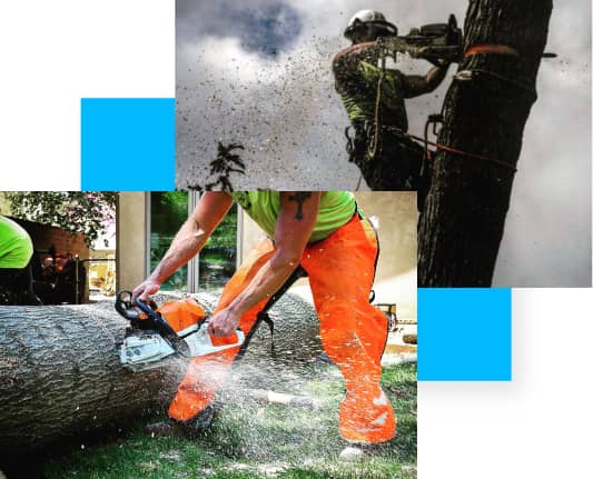 Two images of workers cutting trees with chainsaws. One worker is cutting a felled tree on the ground, while the other is cutting a tree while suspended on the trunk.