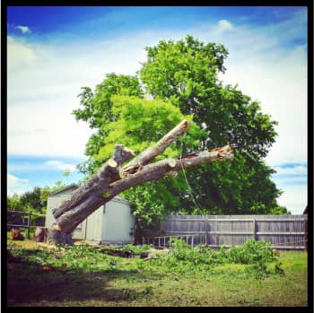 Tree removal