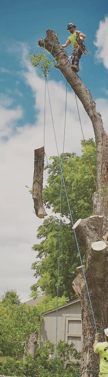 A tree surgeon stands atop a tall, trimmed tree stump, guiding a cut branch with ropes.