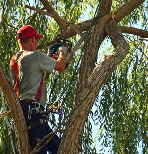 Person in safety gear trimming tree branches with a chainsaw.