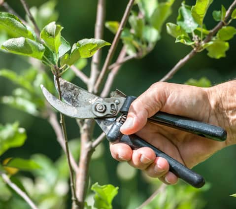 A person trims a small branch with pruning shears on a leafy plant.