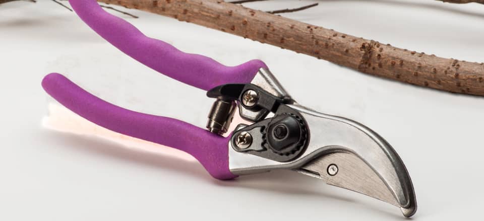 Purple-handled pruning shears on a white surface, next to a small tree branch.