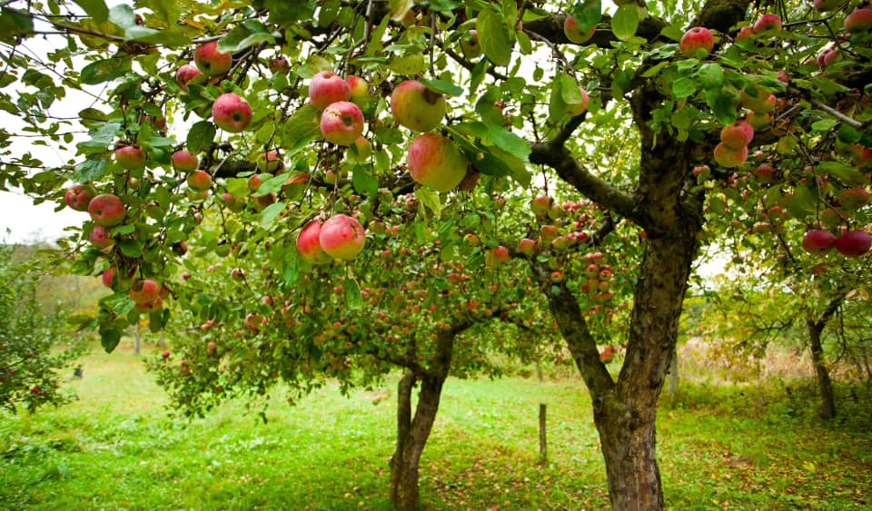 Apple trees in an orchard with branches full of ripe red apples and green leaves over a grassy ground.