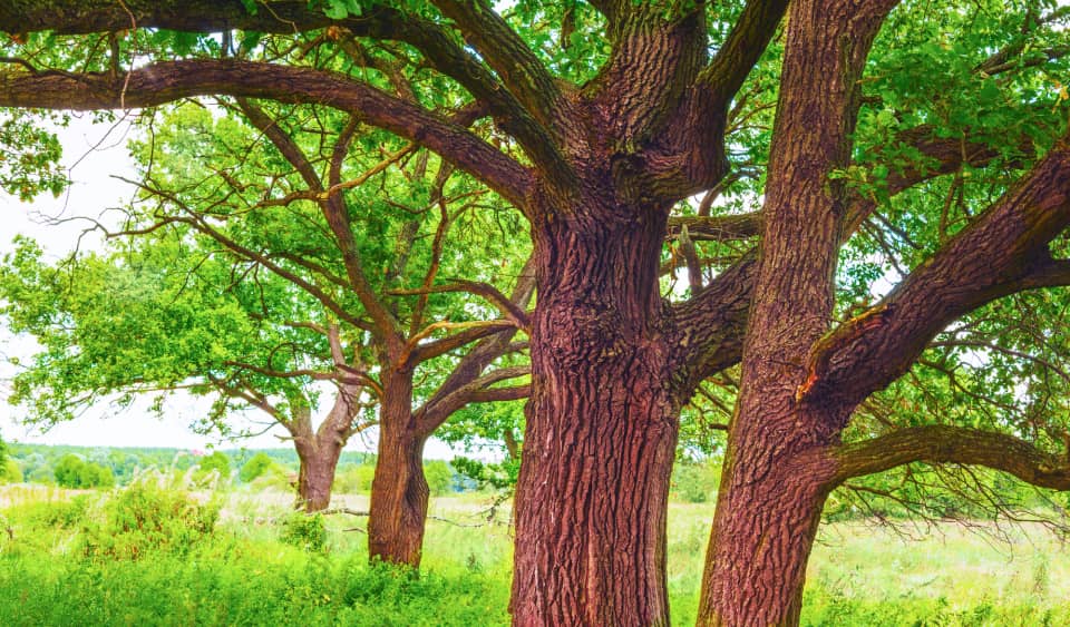 Large oak trees with thick trunks and green leaves stand in a grassy field on a bright day.