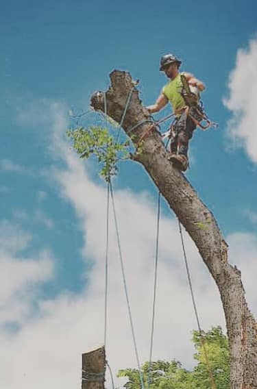 A worker wearing safety gear stands on top of a tall tree trunk with ropes attached, preparing to cut or remove sections of the tree against a blue sky.