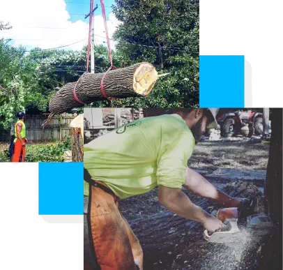 A worker cuts a tree trunk with a chainsaw while another tree trunk is lifted by a crane, with another worker standing nearby.