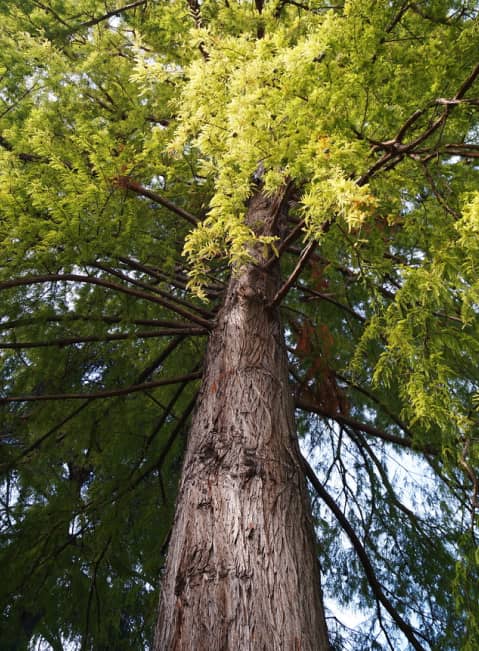 Upward view of a tall tree trunk with rough bark and green leafy branches spreading outward against the sky.