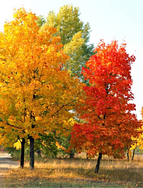 Two trees in a grassy area with autumn foliage; one tree has yellow leaves, the other has red leaves, with green trees in the background.