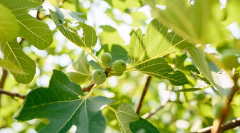 Close-up of a fig tree branch with three unripe green figs surrounded by green leaves in bright sunlight.