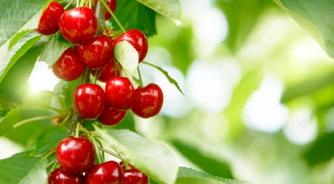 A cluster of ripe red cherries hanging from a tree branch with green leaves in the background.