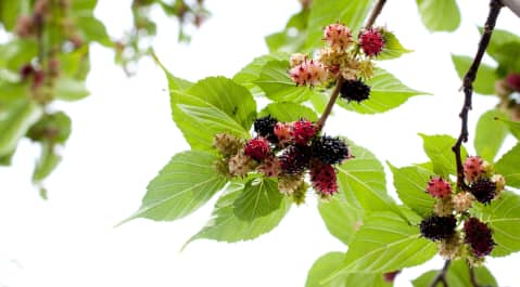 A branch with green leaves holds clusters of mulberries in various stages of ripeness, ranging from red to deep purple-black.