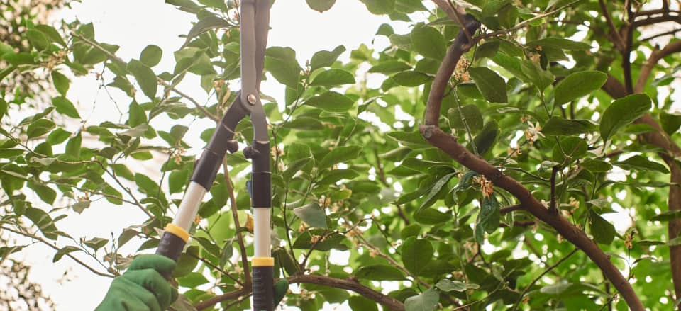 A person uses pruning shears to trim branches from a leafy tree.