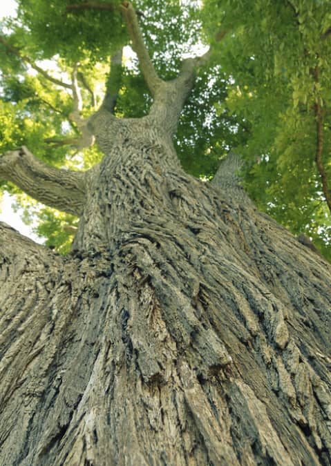 Close-up view of a large tree trunk with rough, textured bark, looking upward toward green leaves and branches.