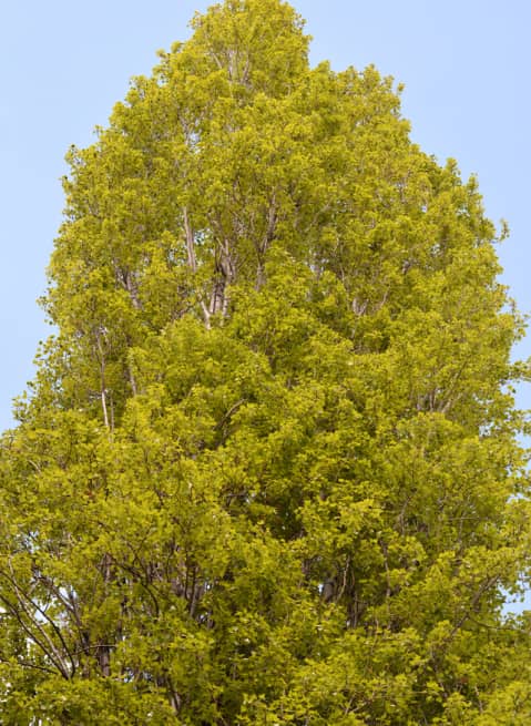 Tall, leafy tree with dense green foliage set against a clear blue sky.