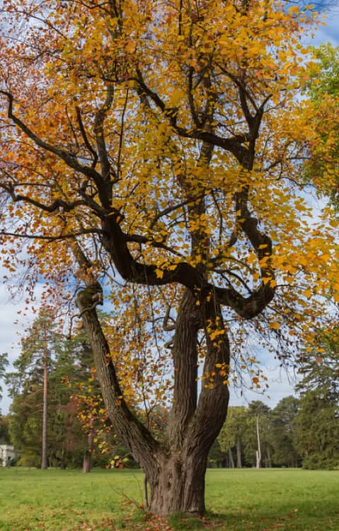 A large tree with a thick, twisting trunk and branches, covered in yellow and orange autumn leaves, stands in a grassy park.