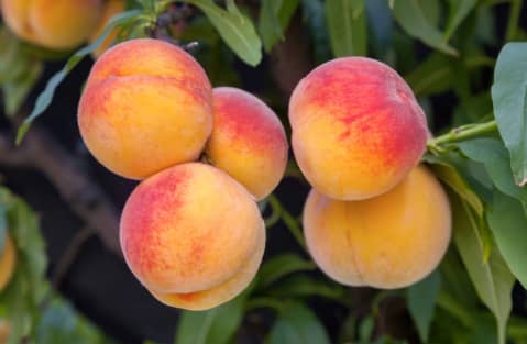 A close-up of ripe peaches growing on a tree, with green leaves in the background.