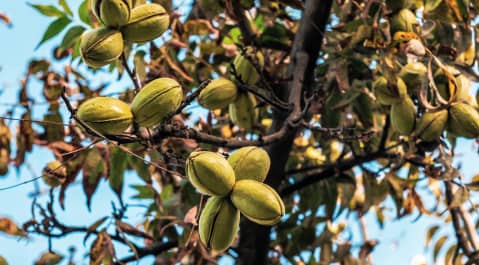 Close-up of a tree branch with clusters of green, oval-shaped pods among green and brown leaves against a blue sky.