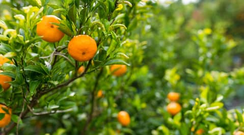 Close-up of a citrus tree with ripe orange fruits growing among green leaves, with more oranges visible in the background.