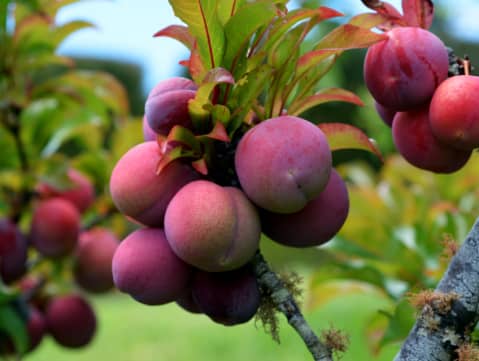 Cluster of ripe, pinkish-red plums growing on a tree branch with green leaves, set against a blurred outdoor background.