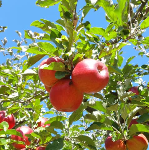 Three red apples hanging from a leafy tree branch against a bright blue sky.