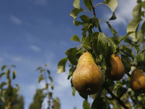 Pears hanging from a tree branch with green leaves, set against a blue sky.