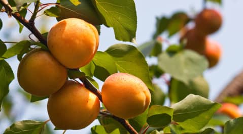 Clusters of ripe apricots hanging from a tree branch with green leaves, set against a blurred sky background.