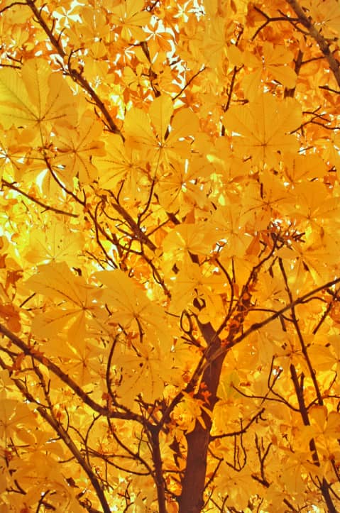 Branches of a tree with large yellow leaves, viewed from below, filling the frame with bright autumn foliage.