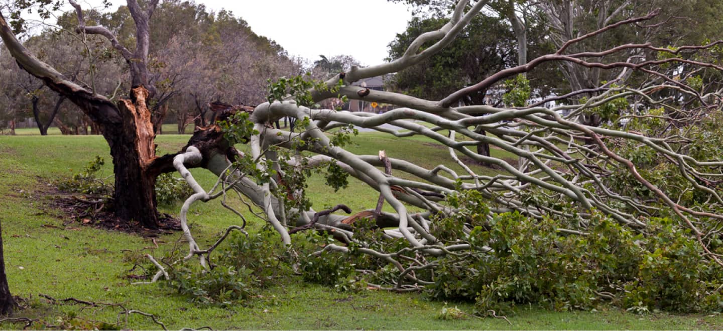 A large tree lies split and fallen on a grassy area in a park, with branches scattered on the ground.