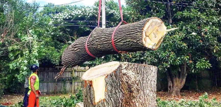 Construction worker in a safety vest watches a large log being hoisted onto a stump by straps in an outdoor area.