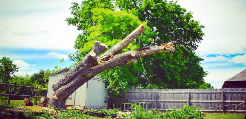 A large tree is partially cut and leaning on a rope in a backyard, with a shed, wooden fence, and greenery in the background.