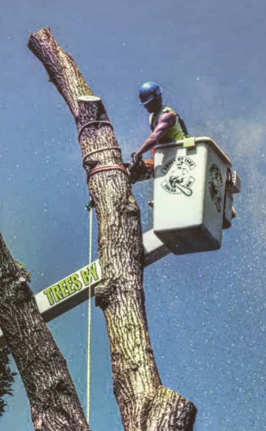 A worker in a bucket lift cuts a large tree trunk with a chainsaw under a clear blue sky.