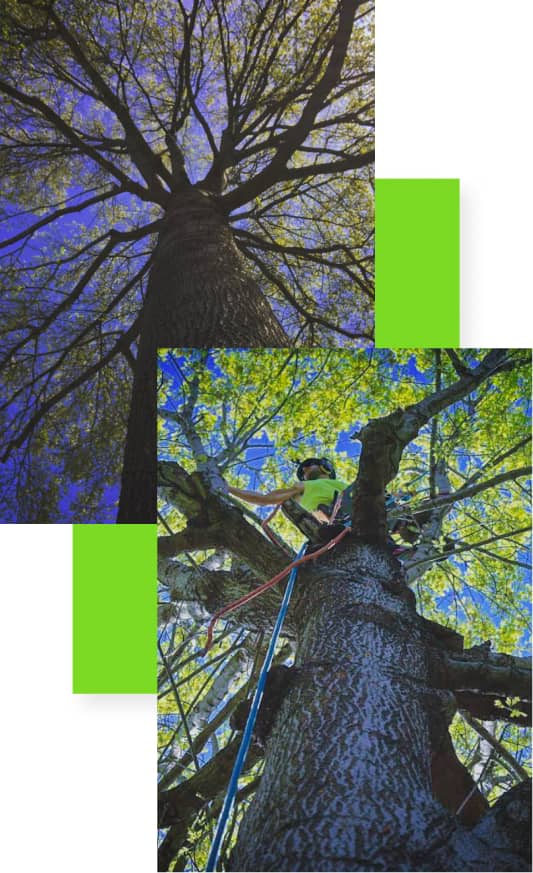 Two images of a large tree: the top shows the tree from below, while the bottom shows a person in safety gear climbing among its branches.