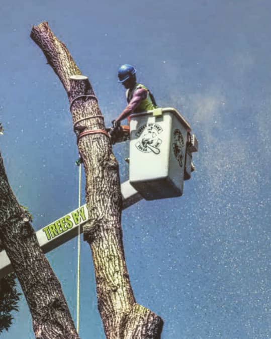 A worker wearing safety gear operates a chainsaw from a bucket lift to trim a large tree against a clear blue sky.