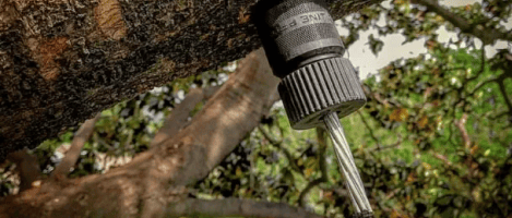 A close-up of a spile inserted into a tree trunk, used for extracting sap, with green foliage visible in the background.